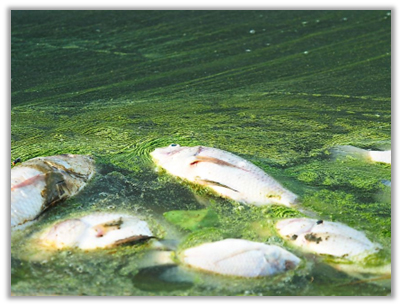 Eutrophication in UK Waterways